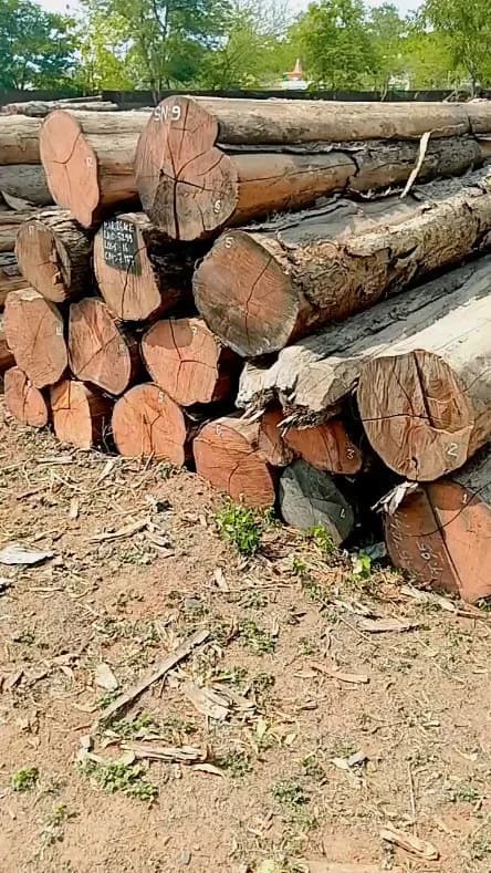 Wood Logs 2